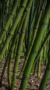 Превью обои бамбук, роща, растения, зеленый