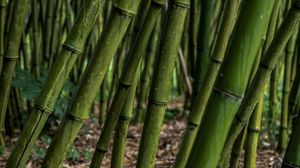 Превью обои бамбук, роща, растения, зеленый