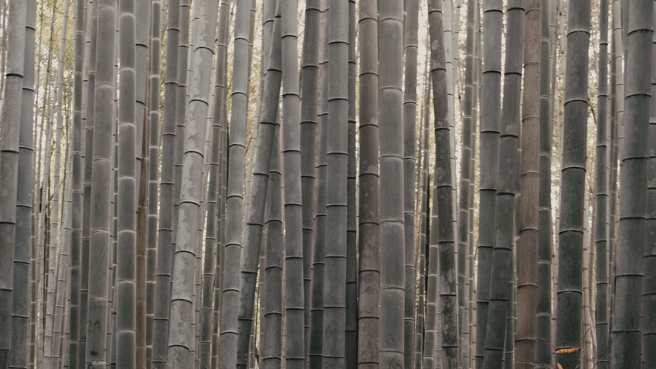 Обои бамбук, стебли, растение