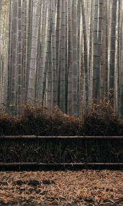 Превью обои бамбук, стебли, растение