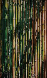 Превью обои бамбук, стебли, растение, текстура, зеленый