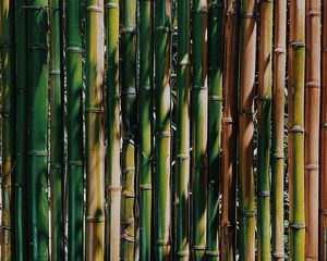 Превью обои бамбук, стебли, растение, текстура, зеленый