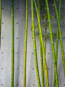 Превью обои бамбук, стебли, растение, зеленый, бетон