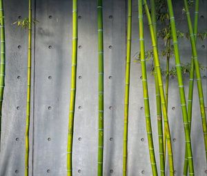 Превью обои бамбук, стебли, растение, зеленый, бетон