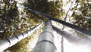 Превью обои бамбук, стволы, растения, листья, солнечный свет