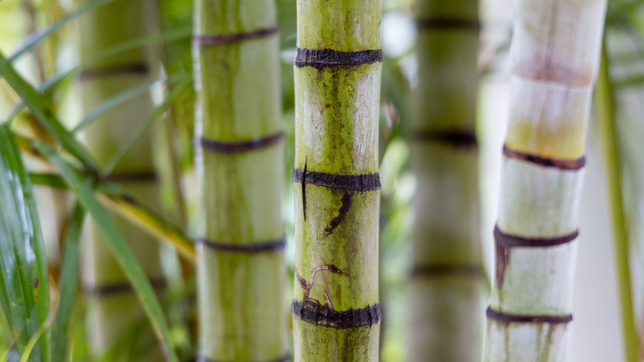 Обои бамбук, стволы, зеленый, размытие