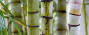 Превью обои бамбук, стволы, зеленый, размытие
