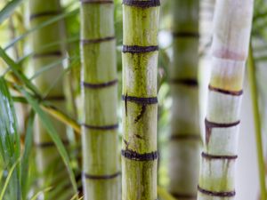 Превью обои бамбук, стволы, зеленый, размытие