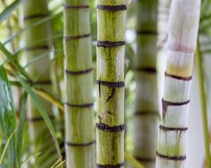 Превью обои бамбук, стволы, зеленый, размытие