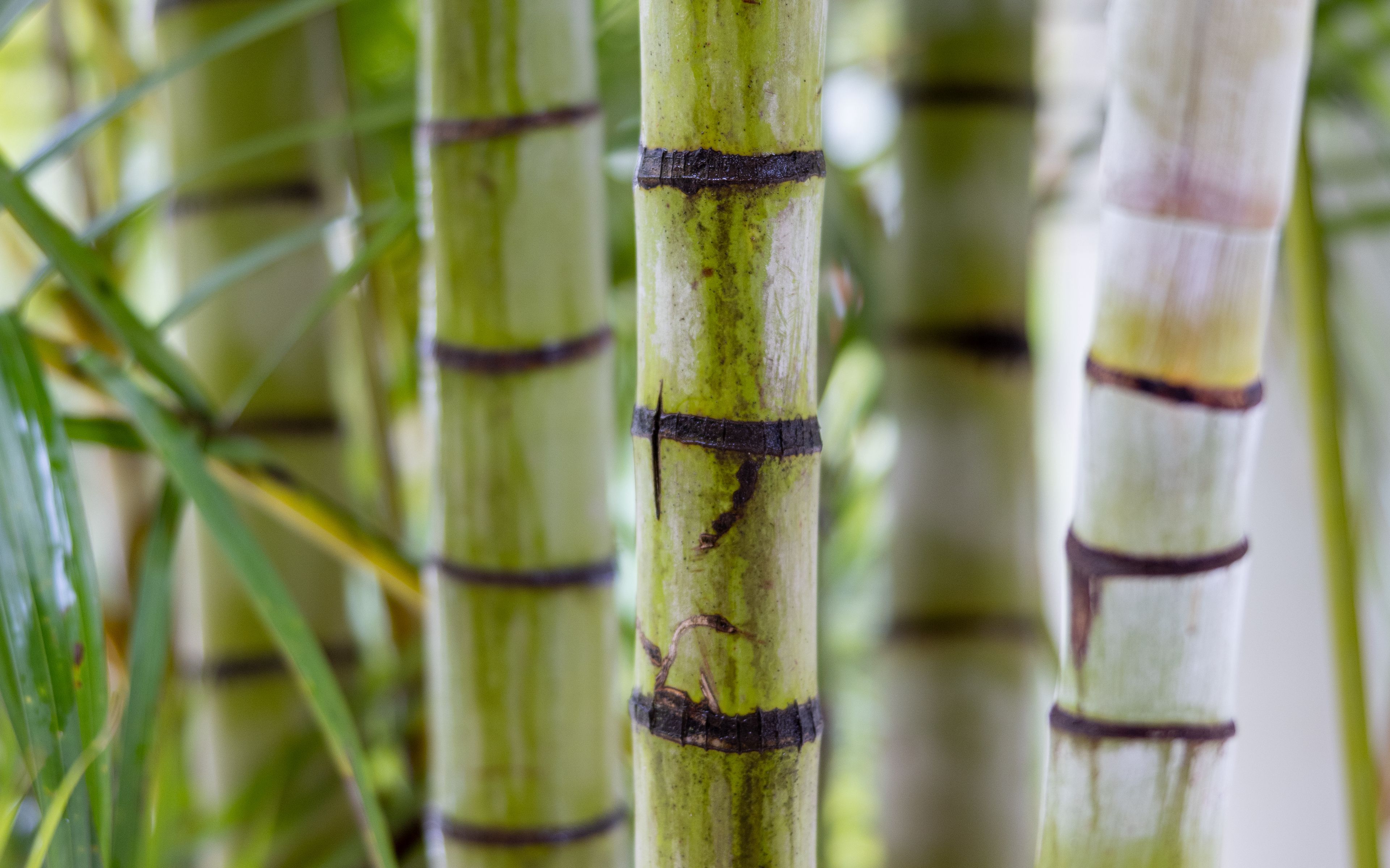 Заставка бамбук