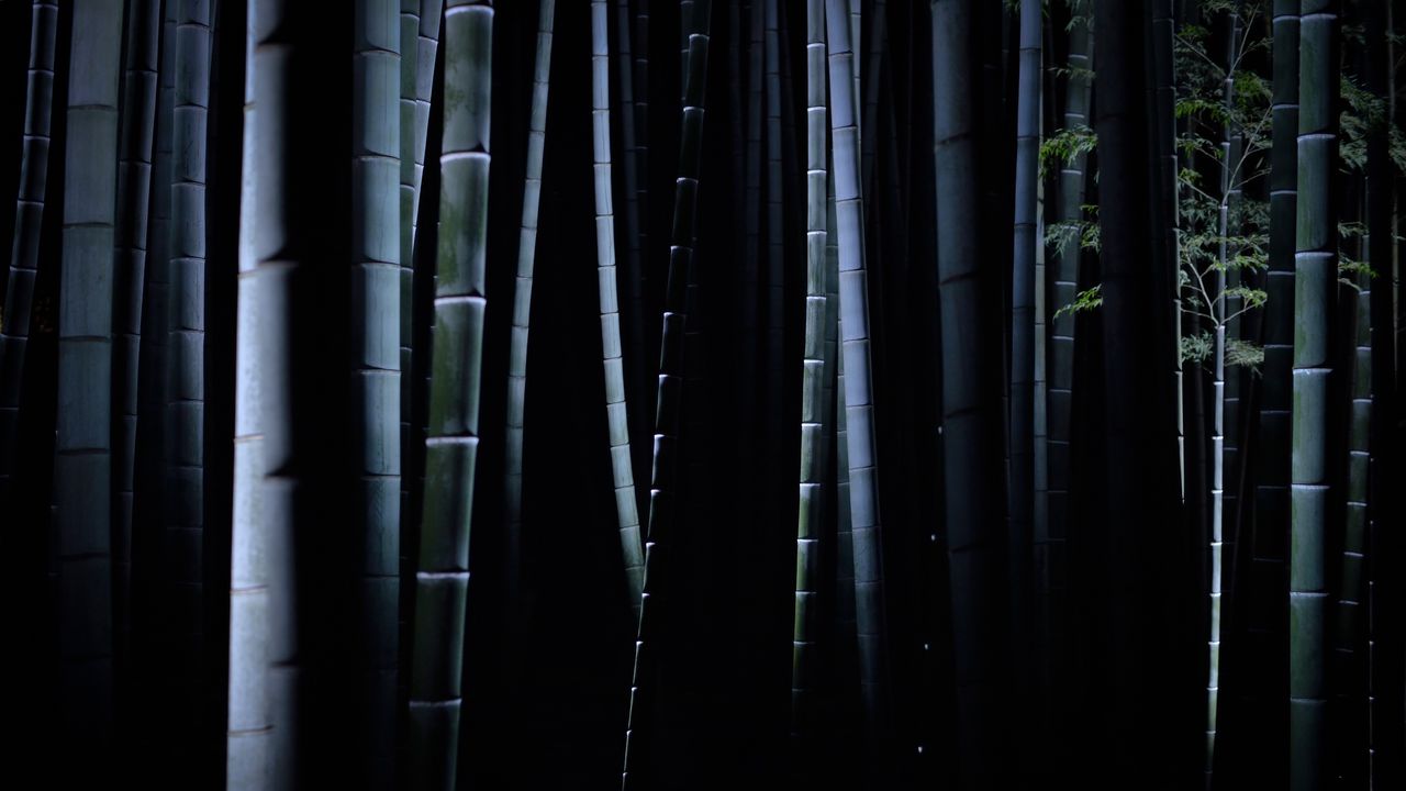 Обои бамбук, темнота, стволы