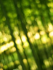 Превью обои бамбук, зелень, свет, боке