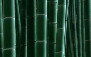 Превью обои бамбук, зеленый, полоски
