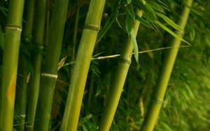 Превью обои бамбук, зеленый, стебли, листья