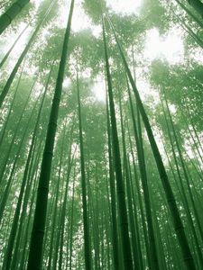 Превью обои бамбук, зеленый, стебли, небо, кроны