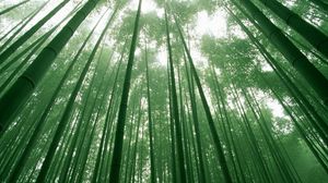 Превью обои бамбук, зеленый, стебли, небо, кроны