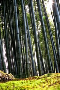 Превью обои бамбук, зеленый, стебли, корни, земля