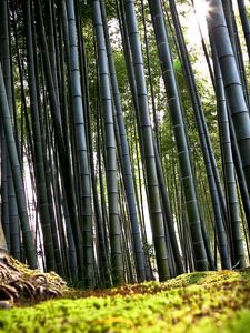 Превью обои бамбук, зеленый, стебли, корни, земля