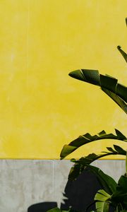 Превью обои банановая пальма, листья, растение, стена, желтый