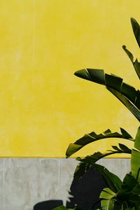 Превью обои банановая пальма, листья, растение, стена, желтый