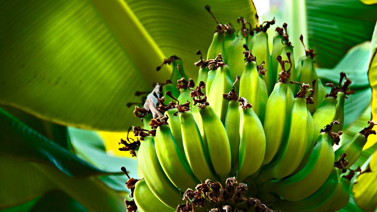 Обои бананы, зеленые, плоды, фрукты, дерево