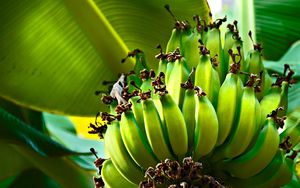 Превью обои бананы, зеленые, плоды, фрукты, дерево