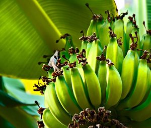 Превью обои бананы, зеленые, плоды, фрукты, дерево