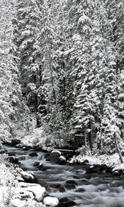 Превью обои banff national park, alberta, canada, канада, ели, снег, деревья, река, камни, течение, зима