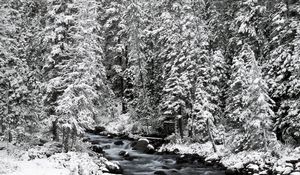 Превью обои banff national park, alberta, canada, канада, ели, снег, деревья, река, камни, течение, зима