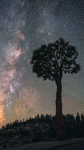 Превью обои баобаб, дерево, звездное небо, ночь, темный