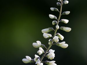 Превью обои баптизия, цветы, соцветия, белый, макро