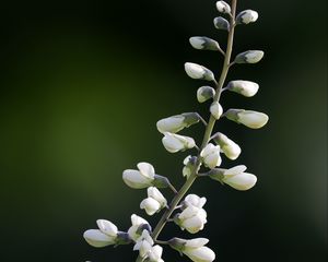 Превью обои баптизия, цветы, соцветия, белый, макро