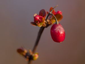 Превью обои барбарис, ягода, ветка, растение, красный, макро