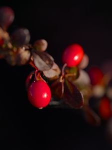 Превью обои барбарис, ягоды, листья, ветки, макро, темный