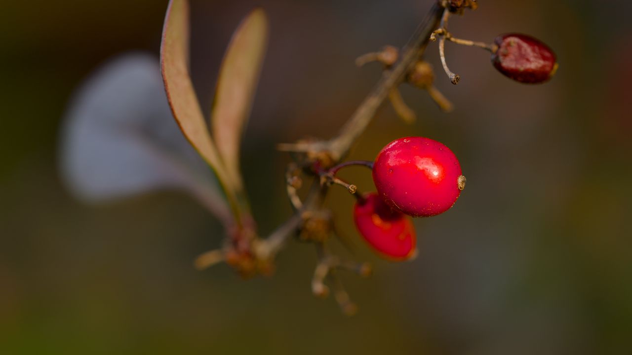 Обои барбарис, ягоды, макро, красный