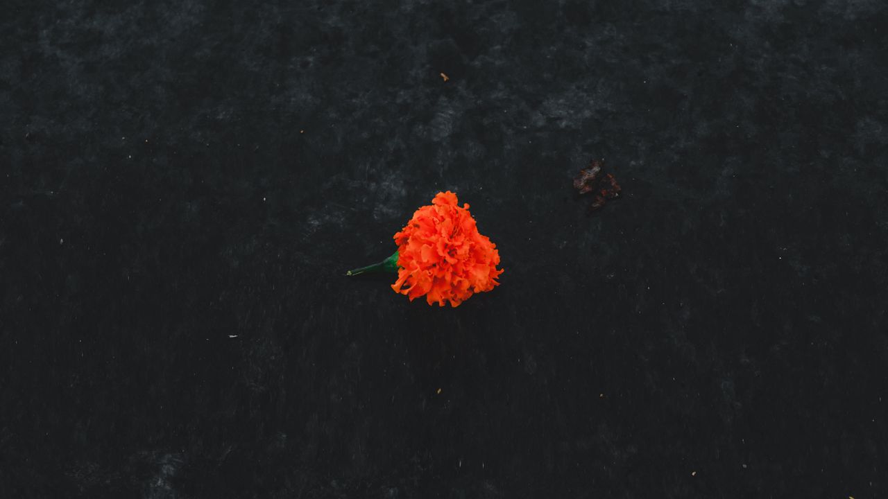 Обои бархатец, цветок, оранжевый, земля