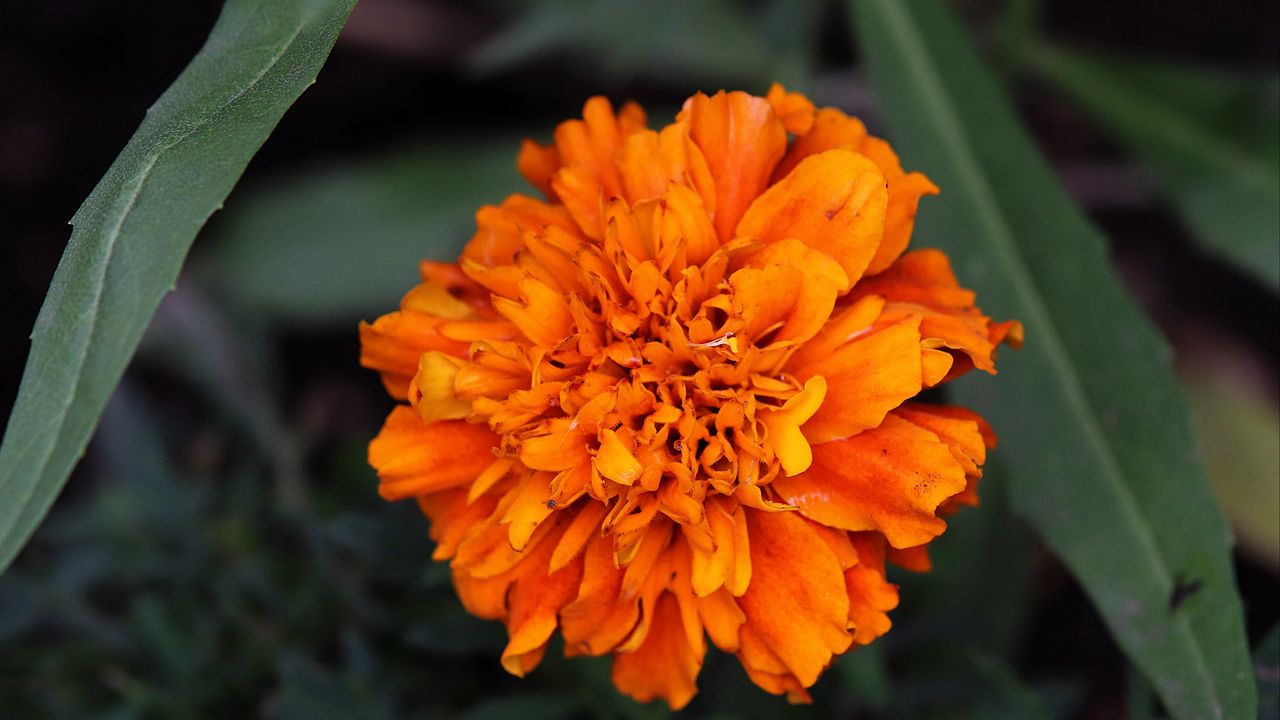 Обои бархатцы, цветок, лепестки, желтый, листья