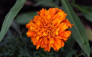 Превью обои бархатцы, цветок, лепестки, желтый, листья