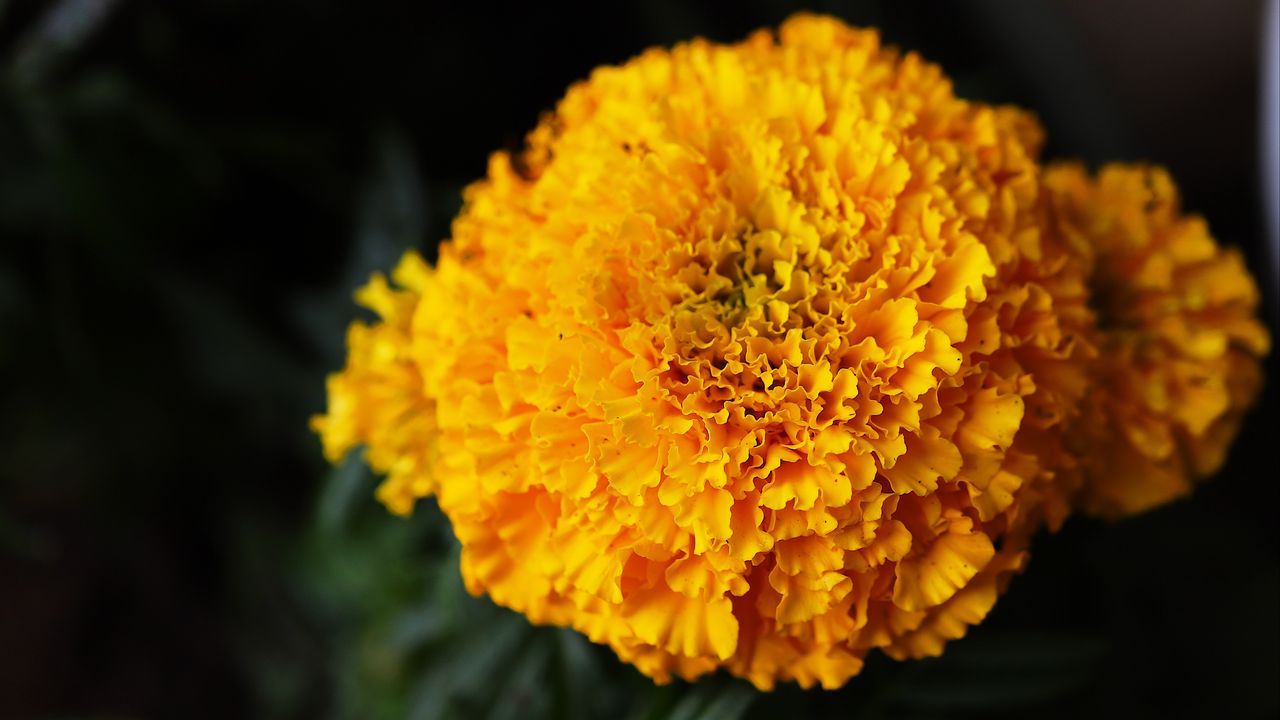 Обои бархатцы, цветы, желтый, яркий, макро