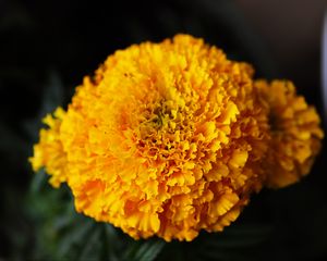 Превью обои бархатцы, цветы, желтый, яркий, макро