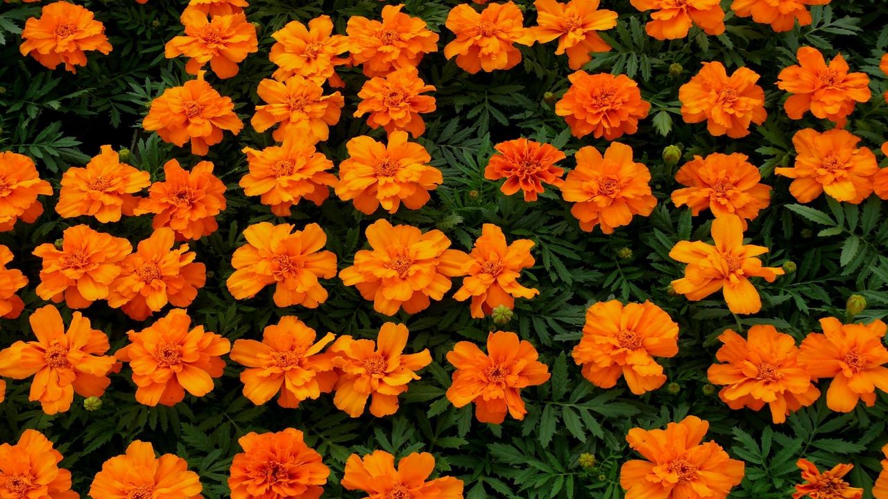 Обои бархотки, цветы, клумба, яркие, оранжевые