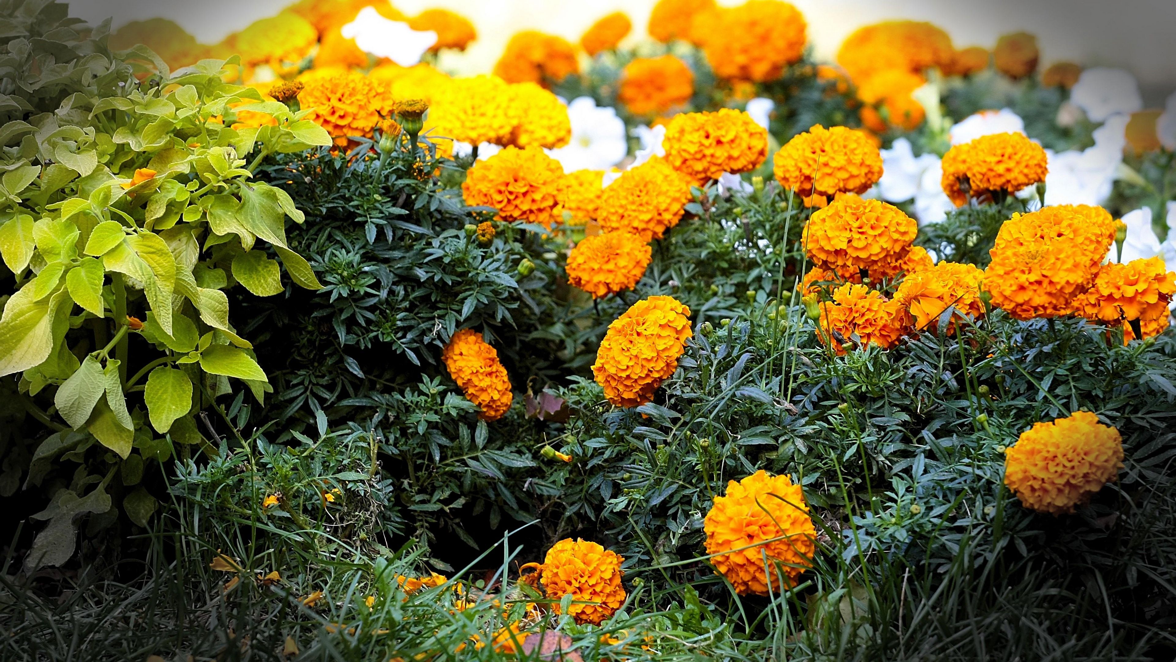 Цветы бархатцы букет