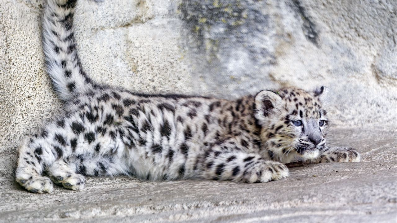 Обои барс, ирбис, милый, пятна, животное, хищник