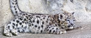 Превью обои барс, ирбис, милый, пятна, животное, хищник