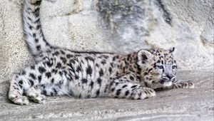 Превью обои барс, ирбис, милый, пятна, животное, хищник