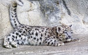 Превью обои барс, ирбис, милый, пятна, животное, хищник