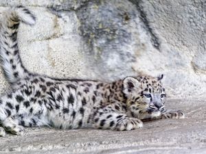 Превью обои барс, ирбис, милый, пятна, животное, хищник