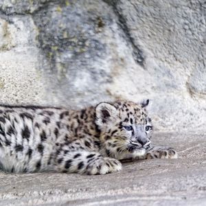 Превью обои барс, ирбис, милый, пятна, животное, хищник