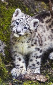 Превью обои барс, снежный барс, милый, хищник, животное