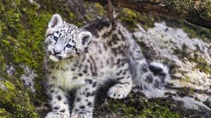 Превью обои барс, снежный барс, милый, хищник, животное